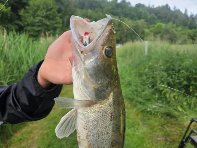 Zander