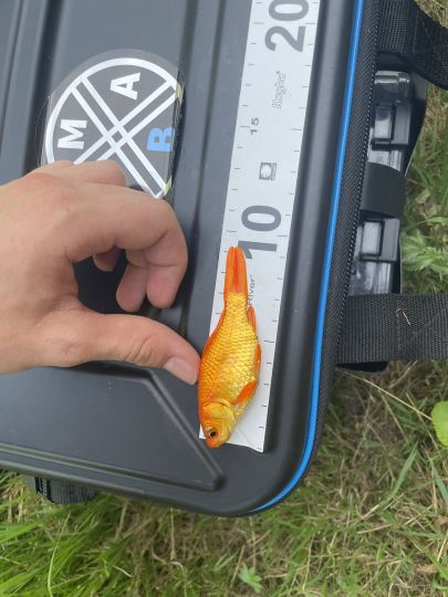Goldfisch