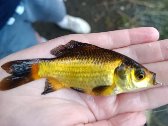 Goldfisch