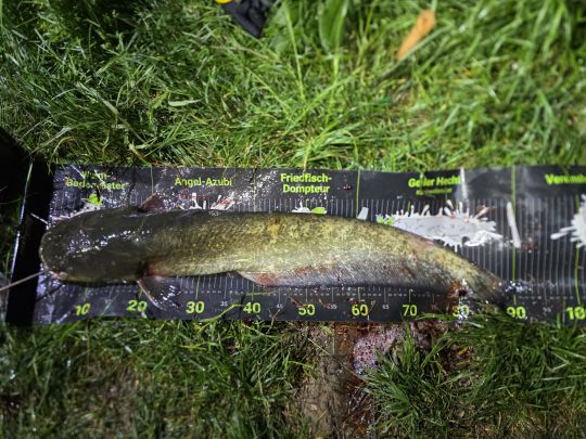 Wels