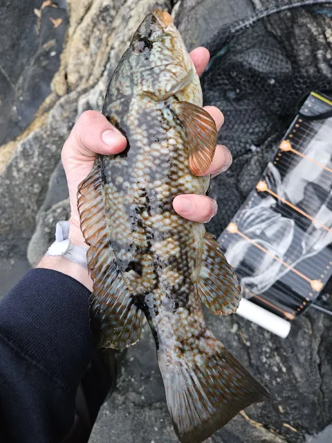 Lippfisch