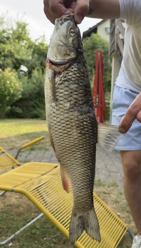 Döbel