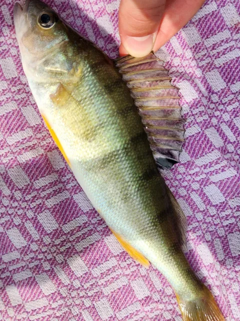 Flussbarsch