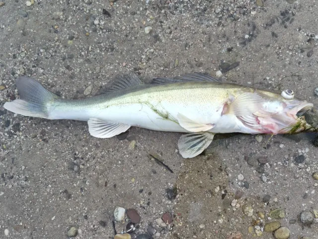 Zander