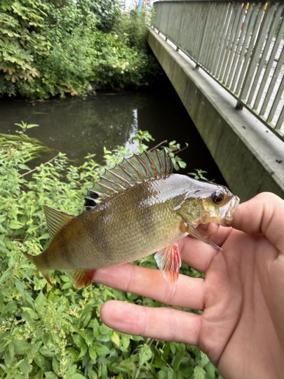 Flussbarsch