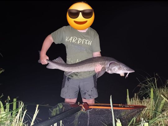Stör