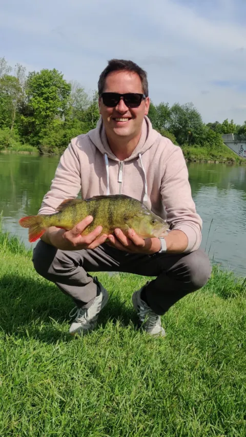 Flussbarsch
