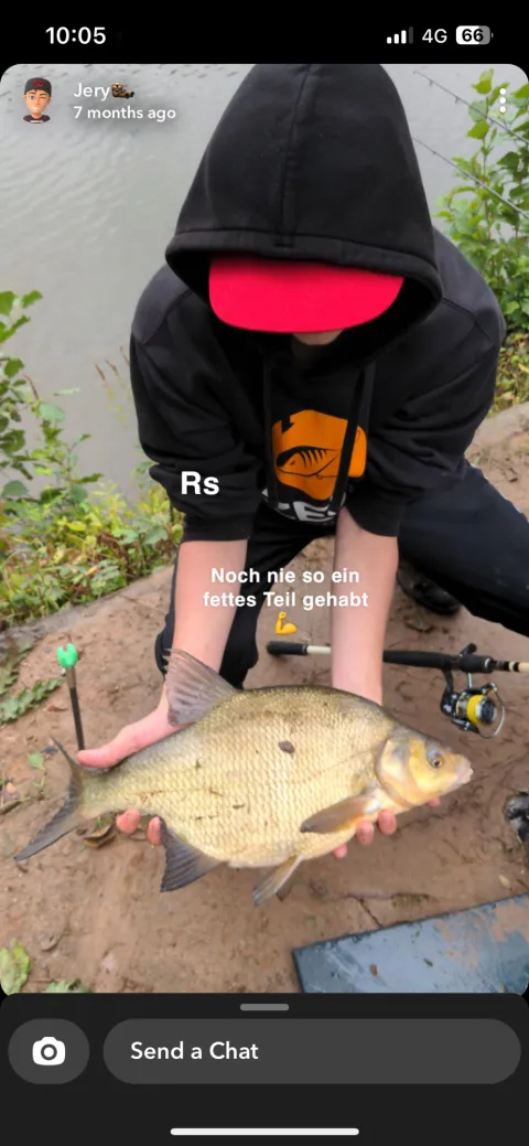 Brachse
