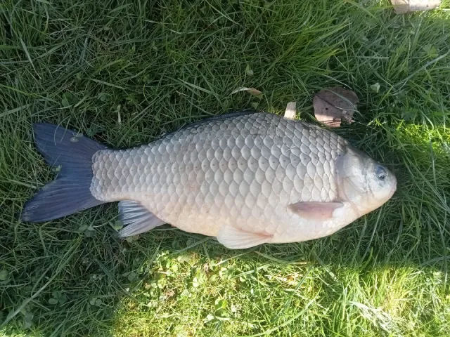Karausche