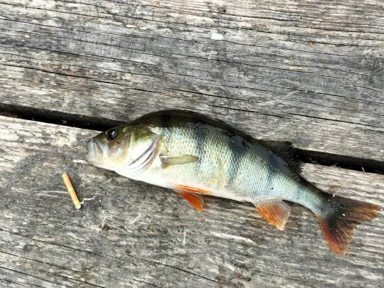 Flussbarsch