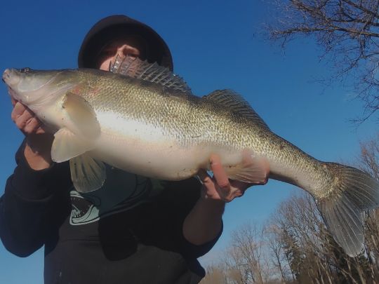 Zander
