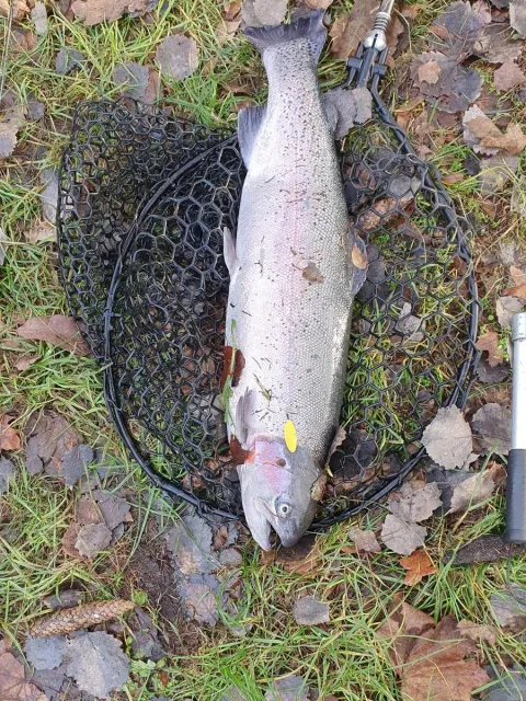 Regenbogenforelle