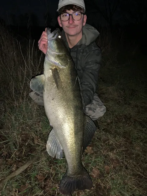 Zander