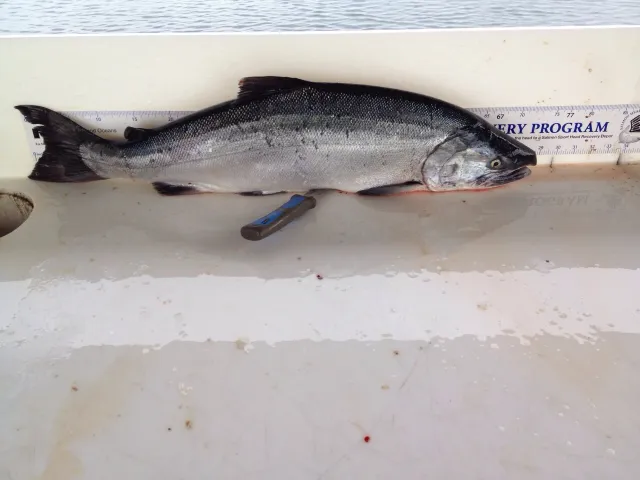 Lachs