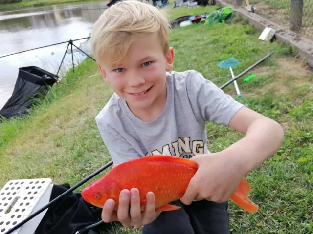 Goldfisch