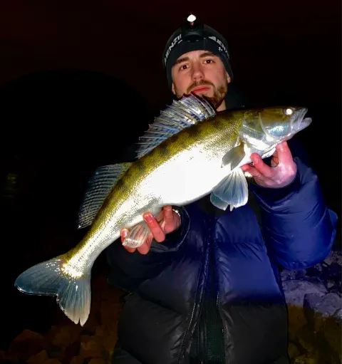 Zander