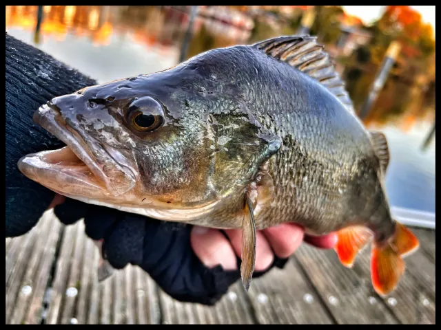 Flussbarsch