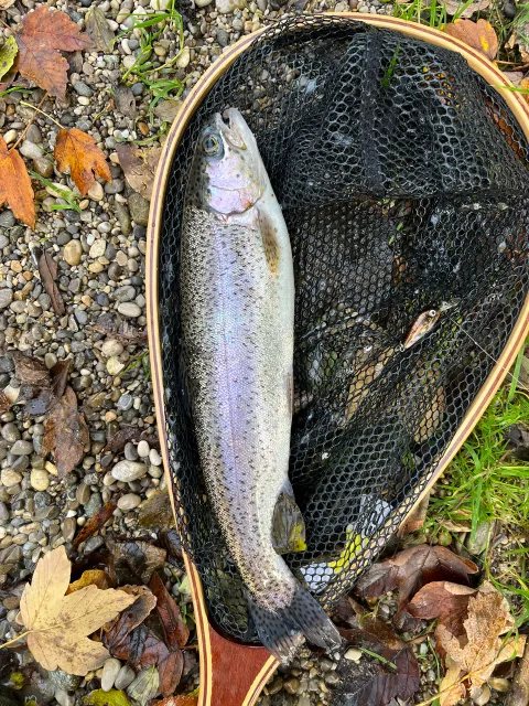 Regenbogenforelle