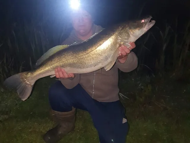 Zander