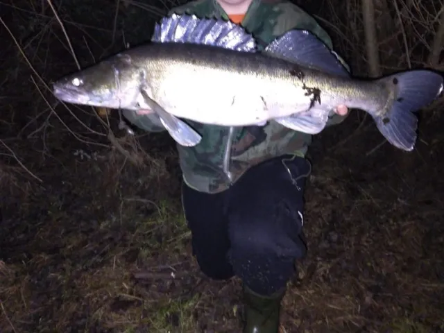 Zander