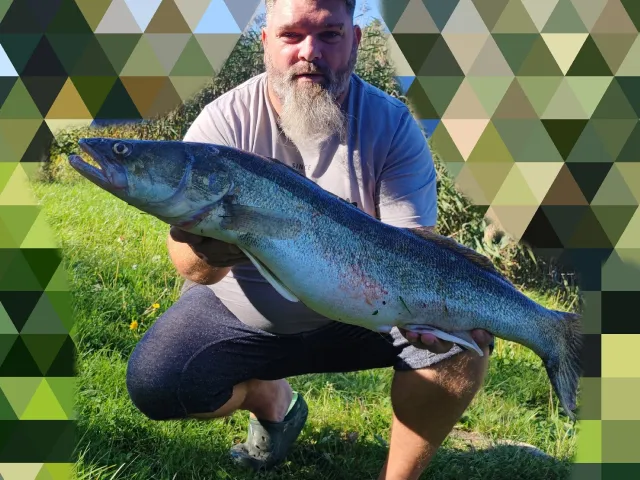 Zander