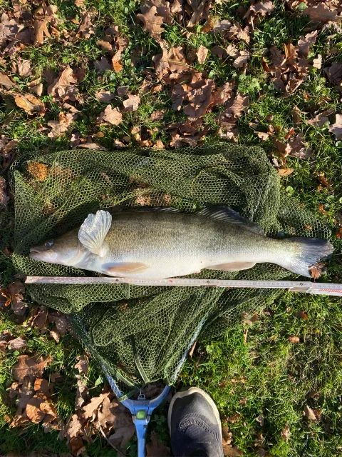 Zander