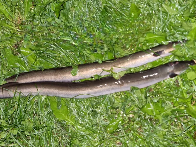 Aal
