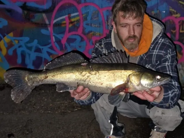 Zander