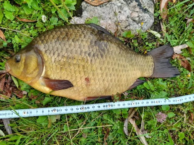 Karausche