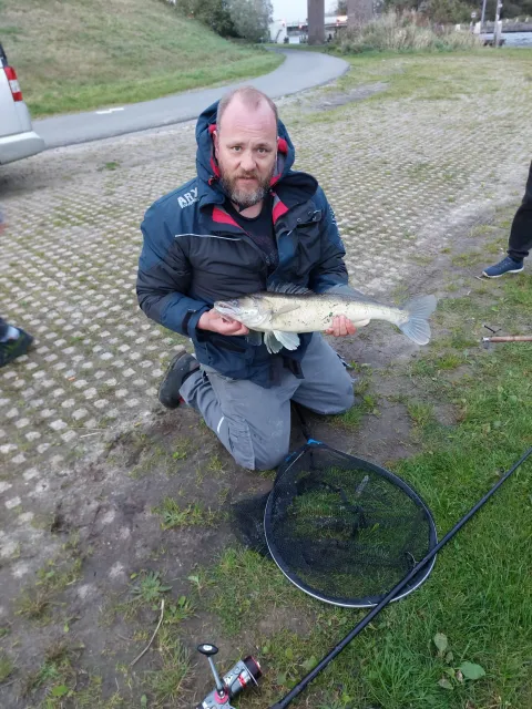Zander