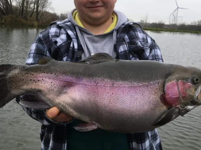 Regenbogenforelle