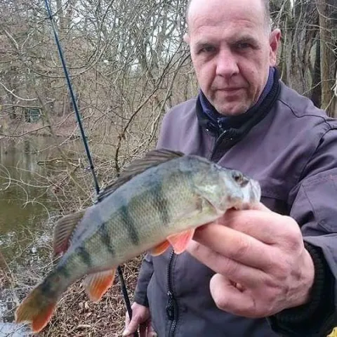 Flussbarsch