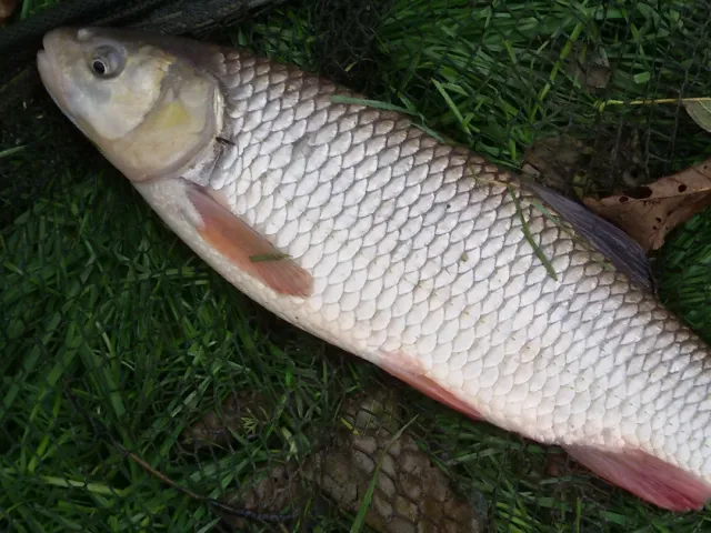 Döbel