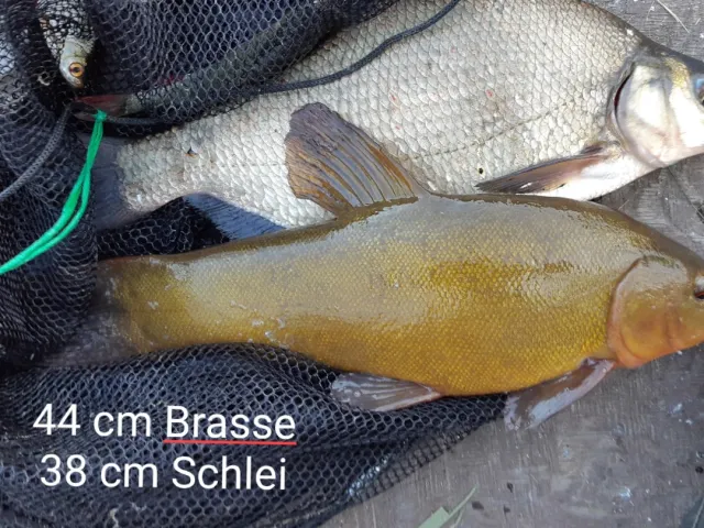 Brachse