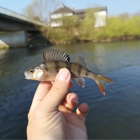 Flussbarsch