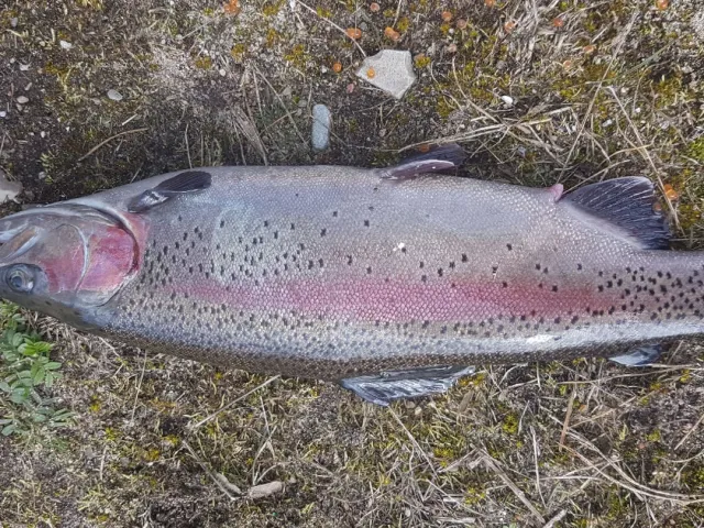 Regenbogenforelle