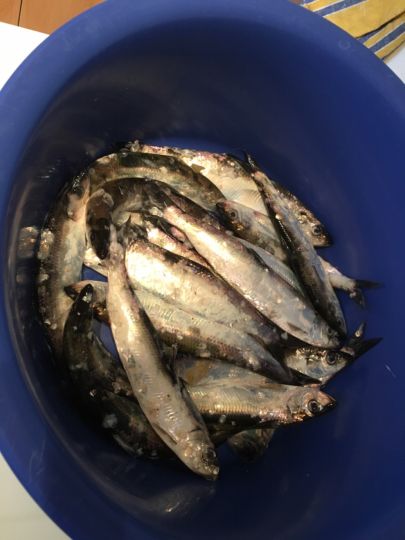 Hering