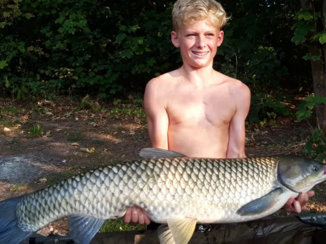 Graskarpfen