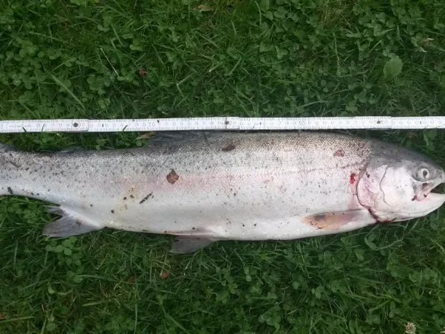 Regenbogenforelle