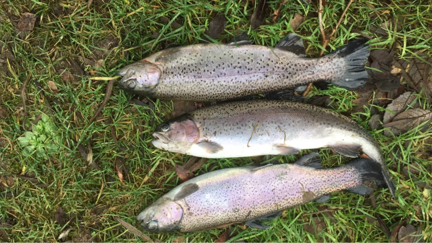 Regenbogenforelle