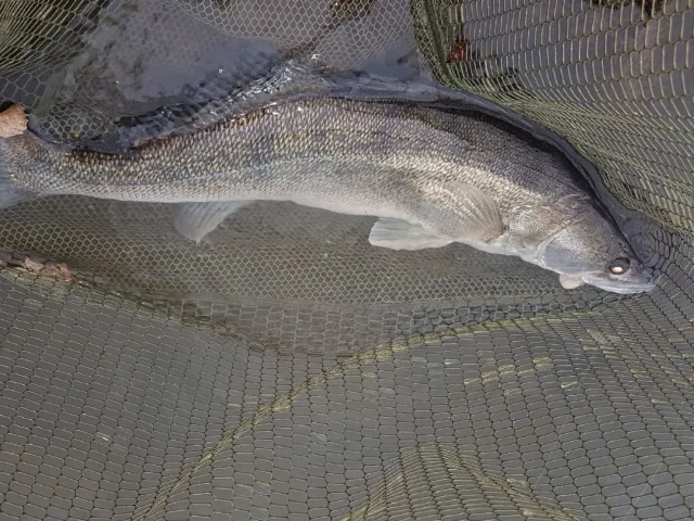 Zander