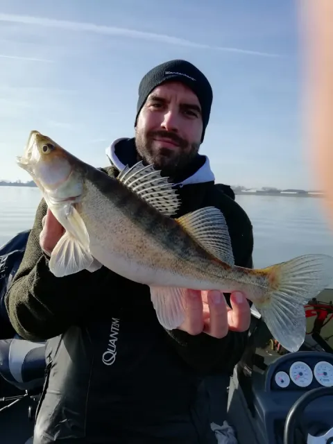 Zander