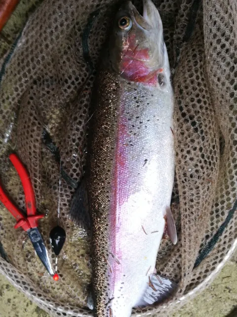 Regenbogenforelle