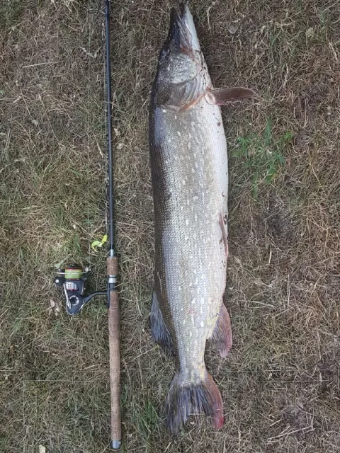 Hecht