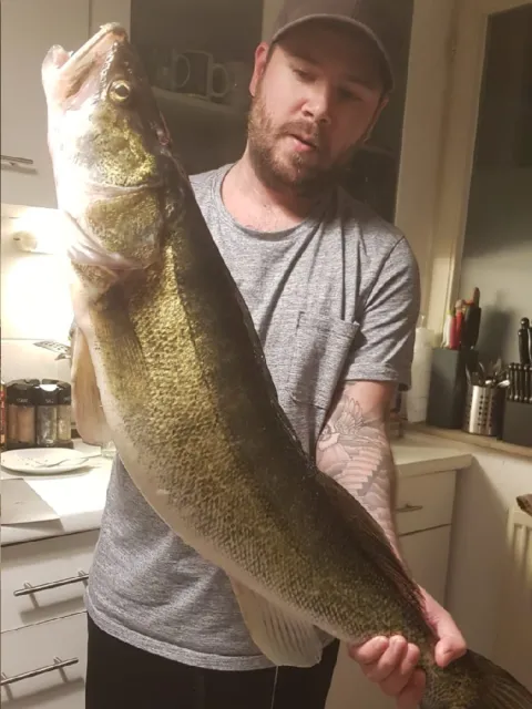 Zander