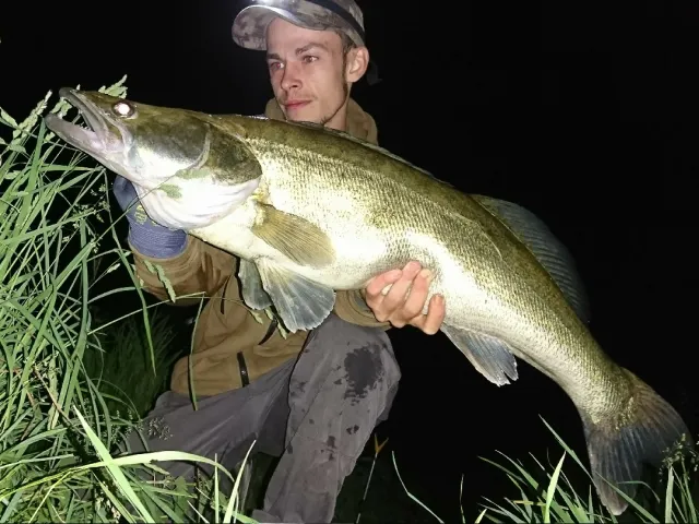 Zander