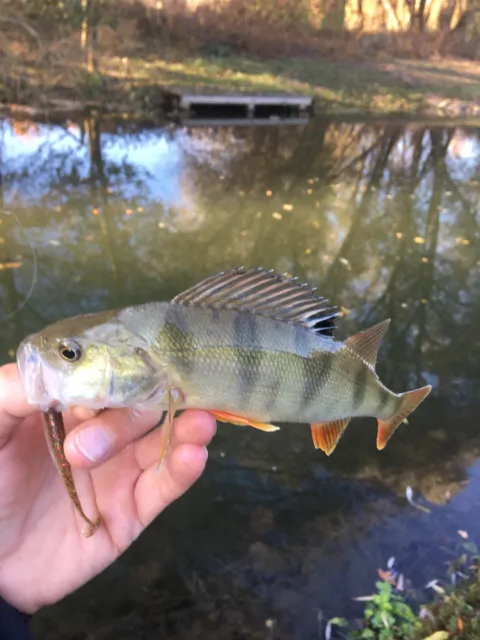 Flussbarsch