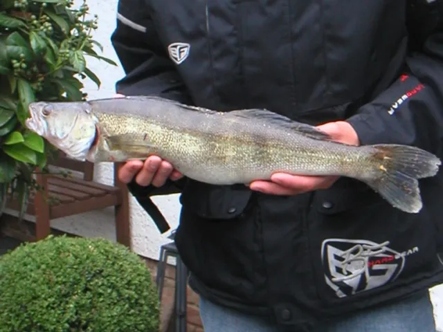 Zander