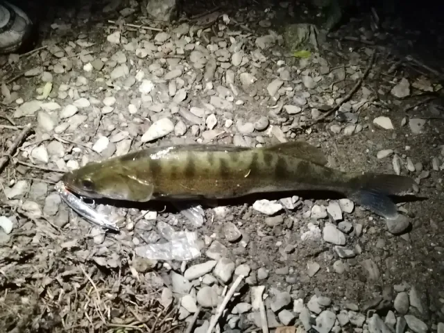 Zander