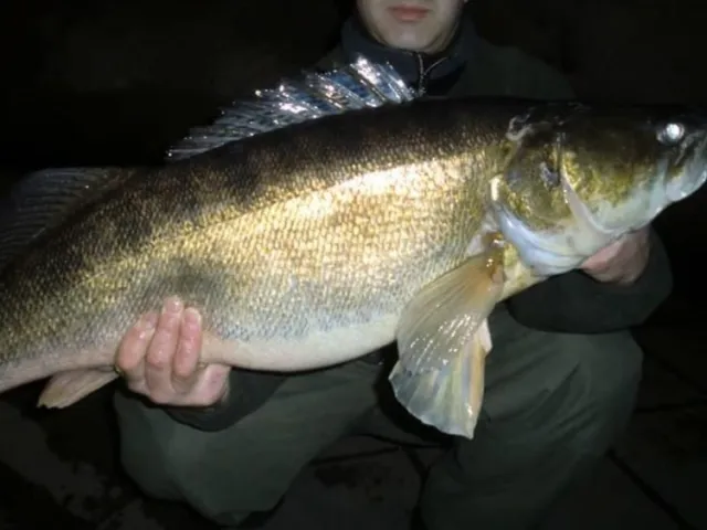 Zander